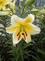 [1747 Manissa No01.JPG]